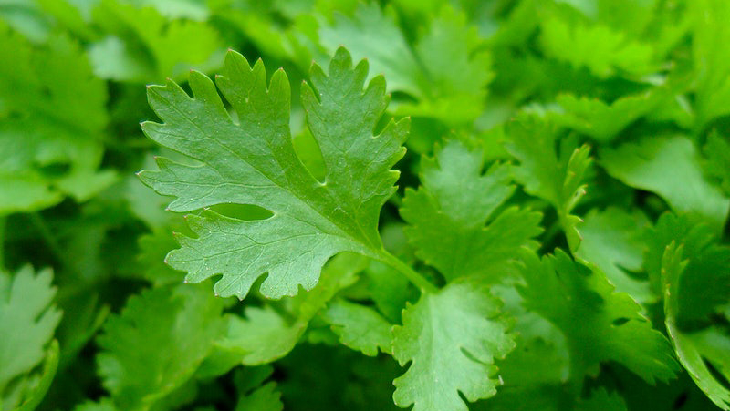 coriander