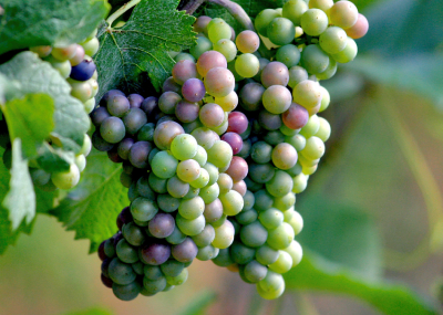 grapes