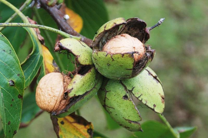 walnuts